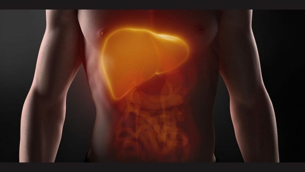 The Gut–Liver Axis: What We Know So Far