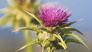 Milk Thistle and Liver Health: What Does the Evidence Say?