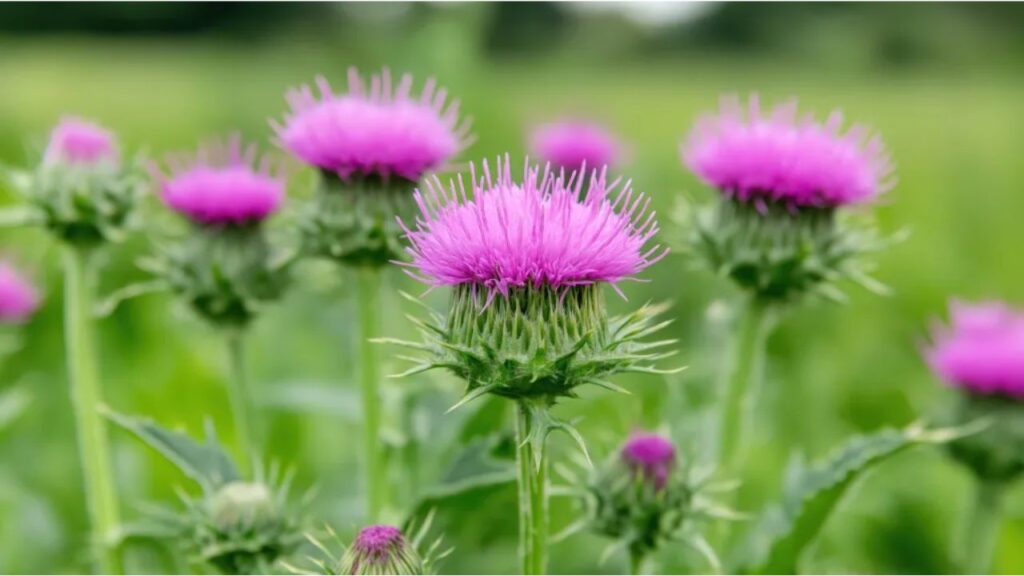 Milk Thistle and Liver Health: What Does the Evidence Say?